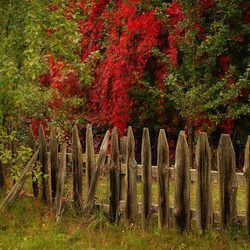Пазл: Осень за забором