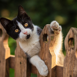 Пазл: Усатый друг