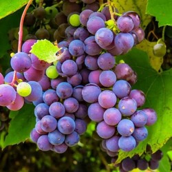 Пазл: Виноград