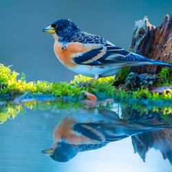 Пазл: Отражение