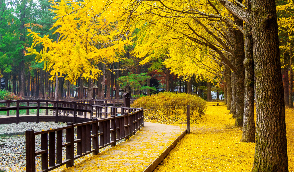 Пазл «Желтая осень» из 170 элементов | Собрать онлайн пазл №265345
