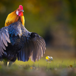 Пазл: Петух