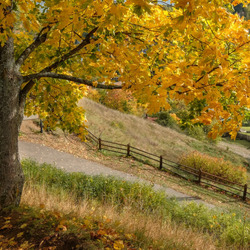 Пазл: Осеннее дерево