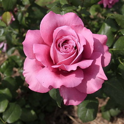 Пазл: Роза Виен Роуз 