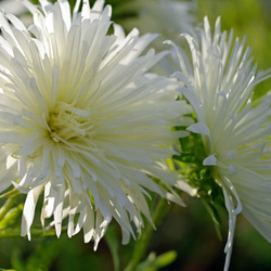 Пазл: Белая астра