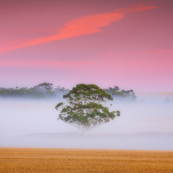 Пазл: Утренний туман