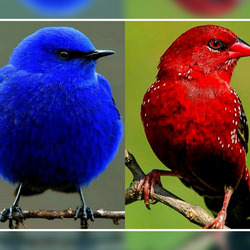 Пазл: Птички