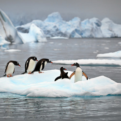 Пазл: Пингвины
