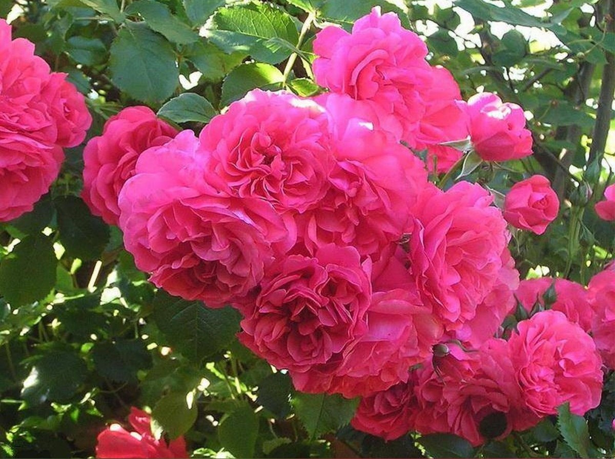 Розы грандифлора Rosarium Uetersen