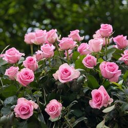 Пазл: Роза кустовая 