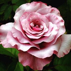 Пазл: Роза Нептун 