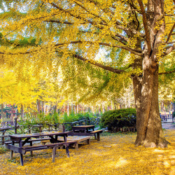 Пазл: Осень