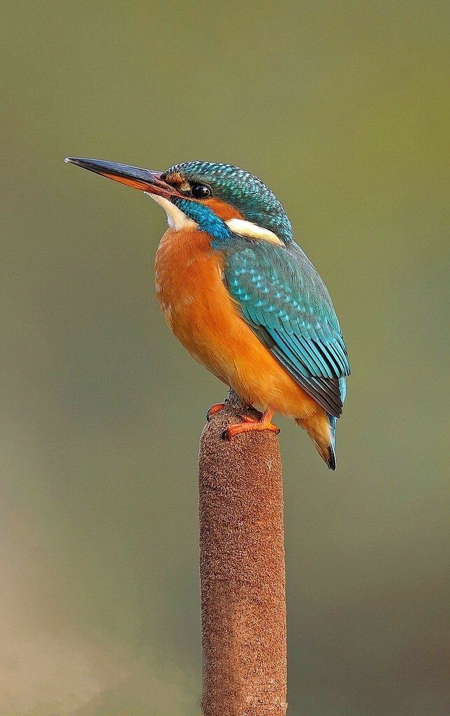 Пазл «Зимородок на камыше» из 160 элементов | Собрать онлайн пазл №265722