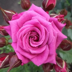 Пазл: Роза чайно-гибридная Веласкес