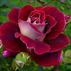 Пазл: Роза чайно-гибридная Пасифик 