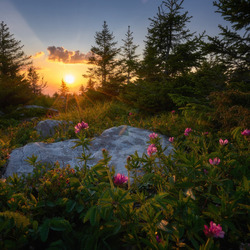 Пазл: Закат и цветы