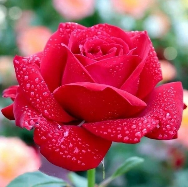 Пазл «Утренняя заря» из 100 элементов | Собрать онлайн пазл №265935