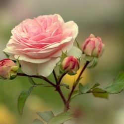 Пазл: Цветок кустовой розы