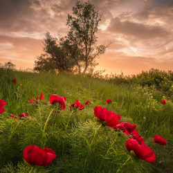 Пазл: Дикие пионы