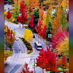 Пазл: Цветная осень Ванкувера