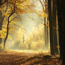 Пазл: Осенний свет