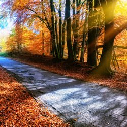 Пазл: Золото осени