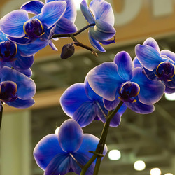 Пазл: Фиолетовая орхидея