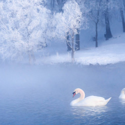 Пазл: Лебеди