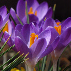 Пазл: Крокусы