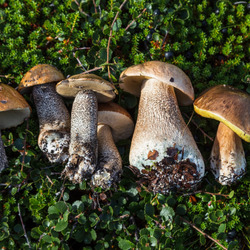 Пазл: Грибочки