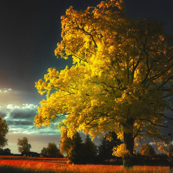 Пазл: Желтое дерево