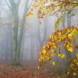 Пазл: Лесной туман