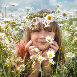 Пазл: Ромашковое поле