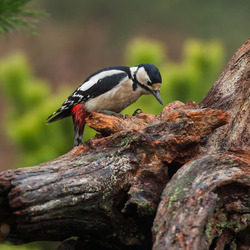 Пазл: Дятел