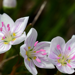 Пазл: Лепестки