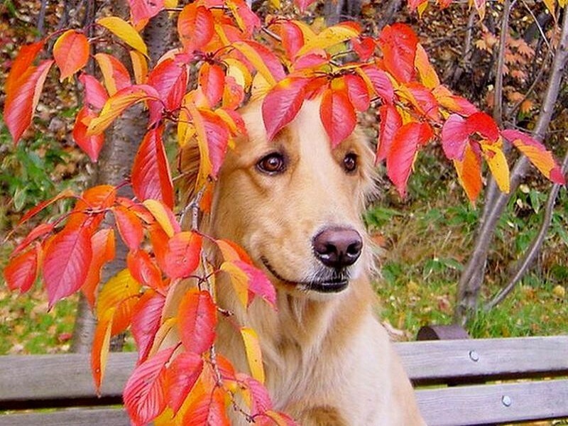 Собака осенью. Смешные собаки осенью. Веселая собака осень. Смешные собаки в листьях. Осенний лист на носу у собаке.