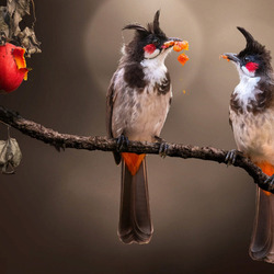 Пазл: Птички