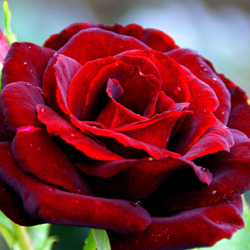 Пазл: Бутон розы