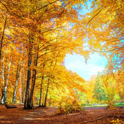 Пазл: С любовью, осень