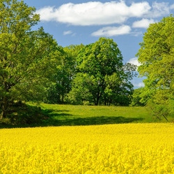Пазл: Рапсовое поле