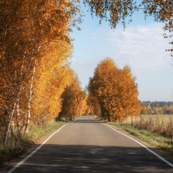 Пазл: Осенняя дорога