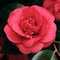 Пазл: Камелия