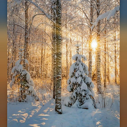 Пазл: Рассвет в зимнем лесу