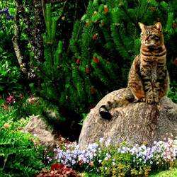 Пазл: Наблюдатель