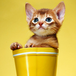 Пазл: Рыжик