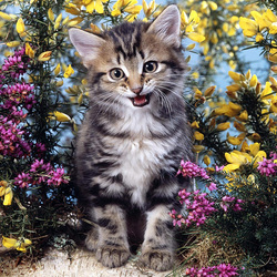 Пазл: Я тигренок,а не киска