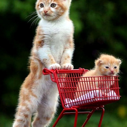 Пазл: Распродажа! Где?