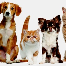 Пазл: Рыжие