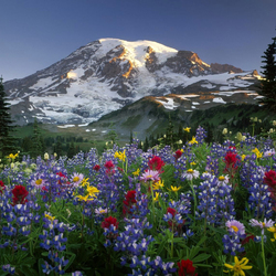 Пазл: Горный луг в цвету