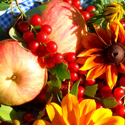 Пазл: Яблочки